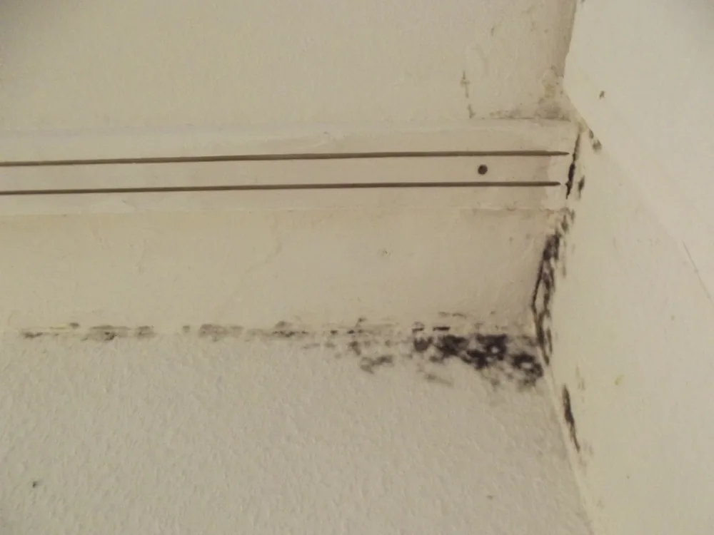 Technician in protective gear removing a mold-damaged wall in an Oskaloosa home